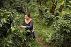Cielo Gomez harvests coffee cherries on her land in El Tablón de Gómez, Colombia. 