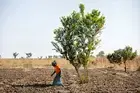 Kuda Mariam tends to her newly-planted garlic crop, north of Maroua. Photo: UN Women/Ryan Brown